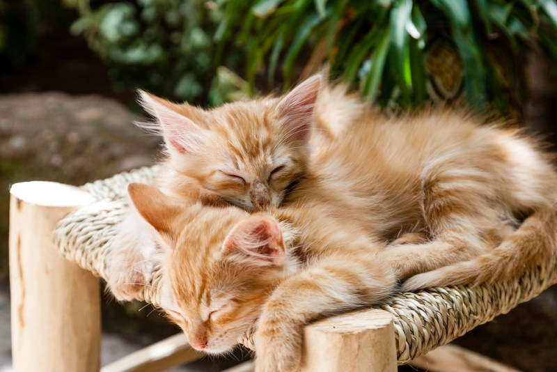 Два рыжих кота
