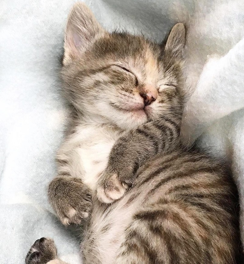 Милый котенок спит