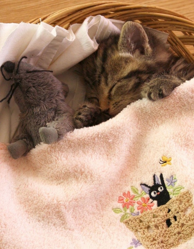Котенок. Спокойной ночи!