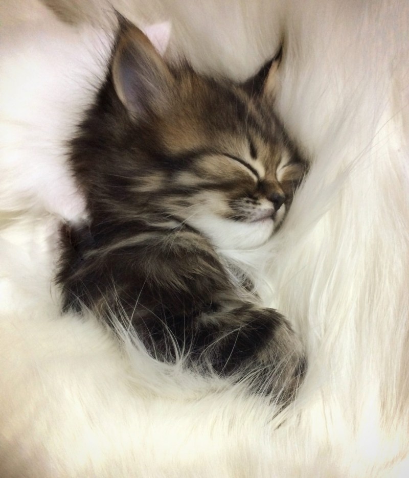Котенок. Спокойной ночи!