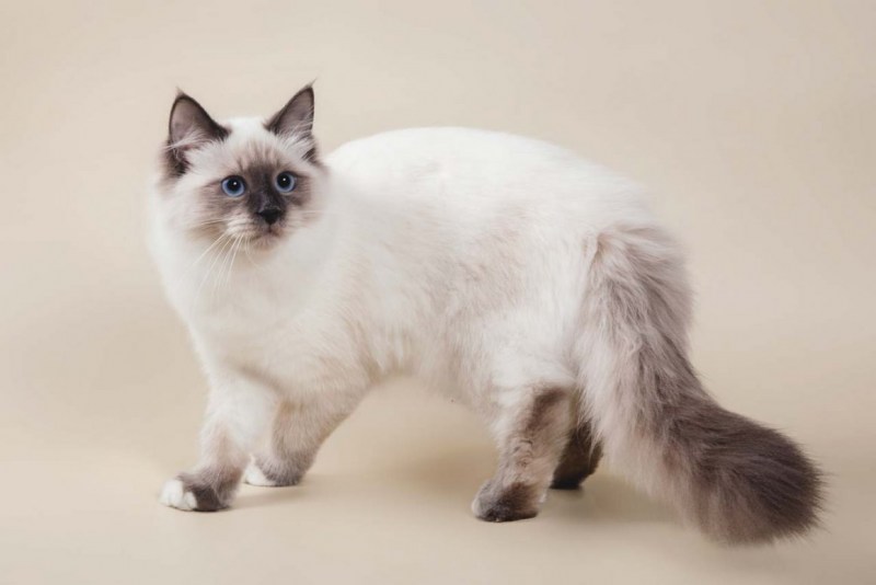 Сибирская кошка колор Пойнт