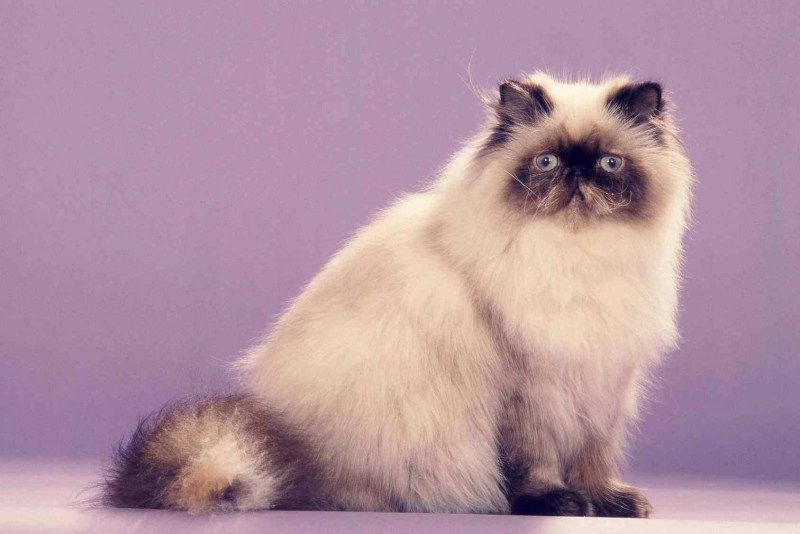 Невская маскарадная кошка
