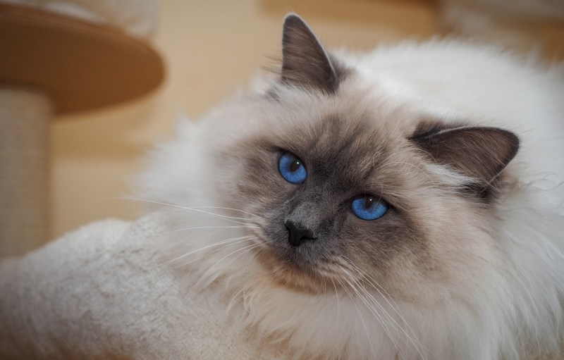 Невская маскарадная кошка