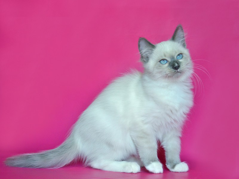 Невская маскарадная кошка злая кошка