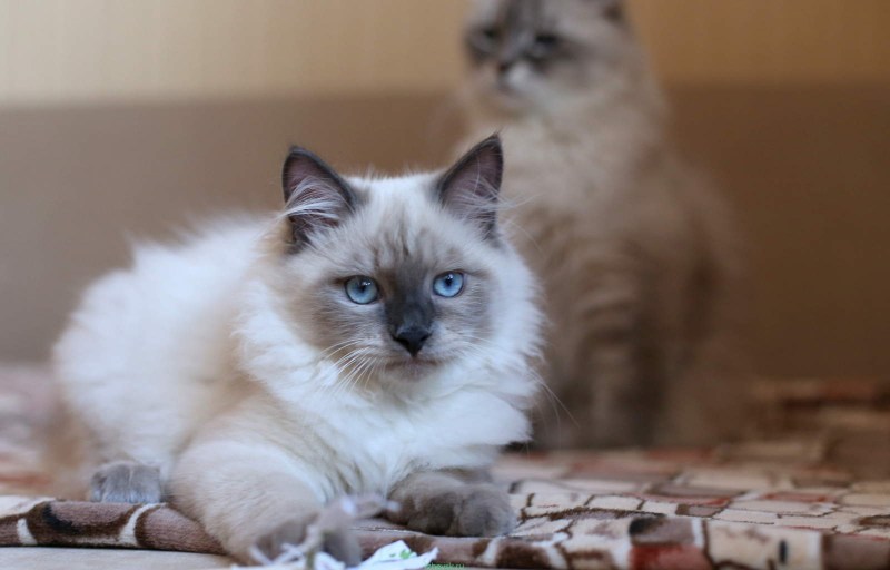 Невская маскарадная кошка колор Пойнт