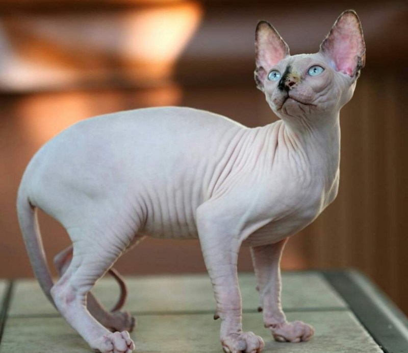 Египетский сфинкс кот