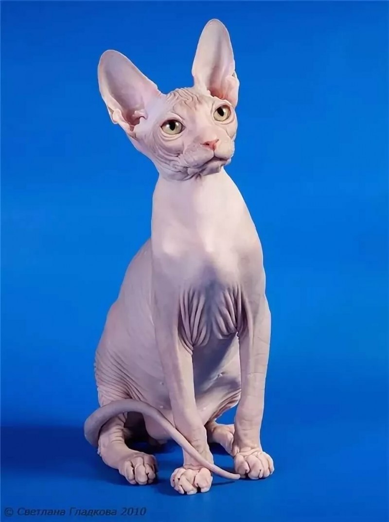 Сфинкс кошка