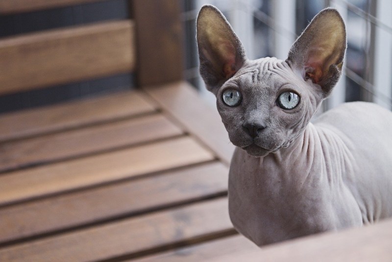 Египетский сфинкс кот