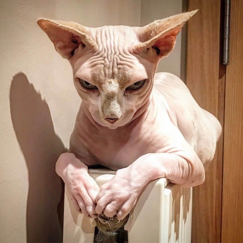 Египетская кошка сфинкс котенок