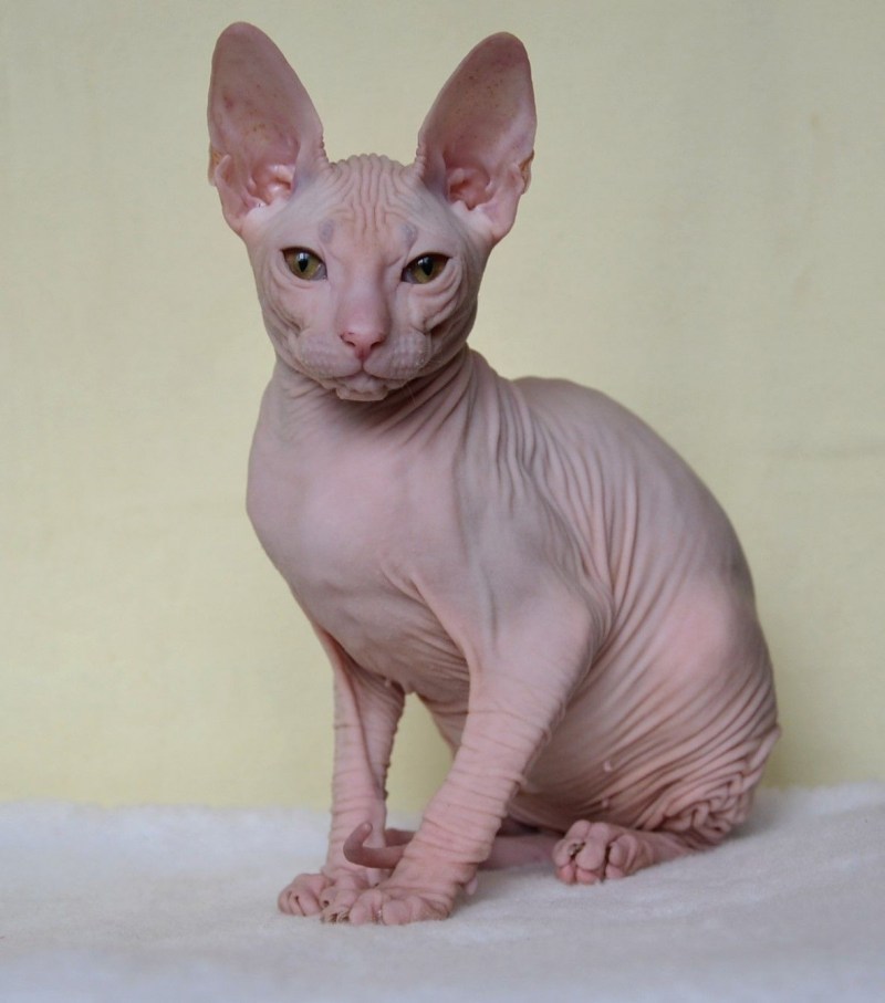 Сфинкс кошка