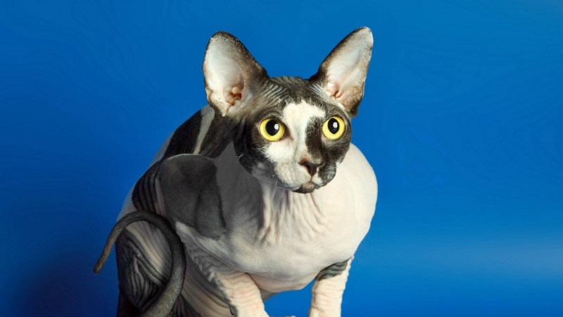 Американский сфинкс кошка