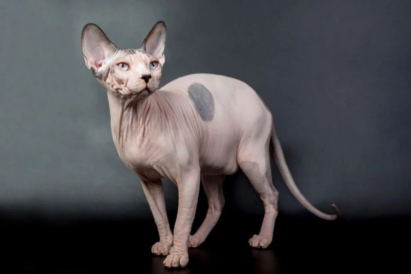 Сфинкс кошка