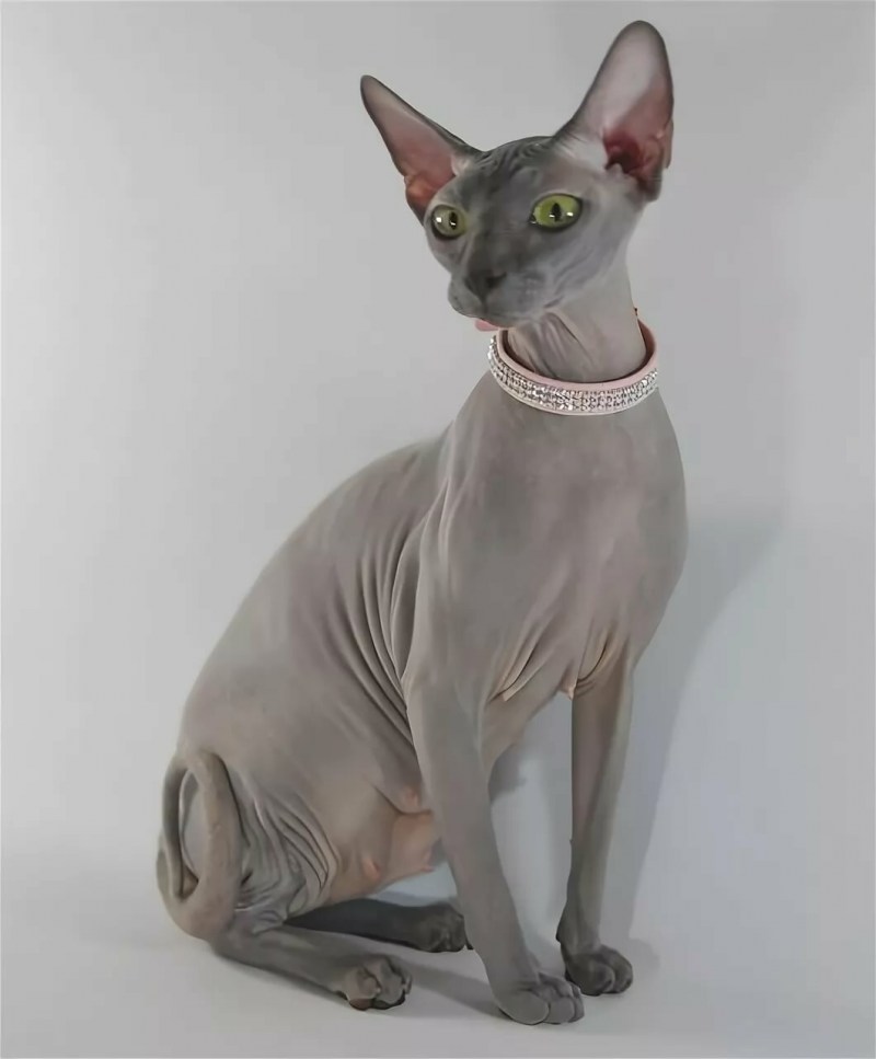 Sphynx Cat