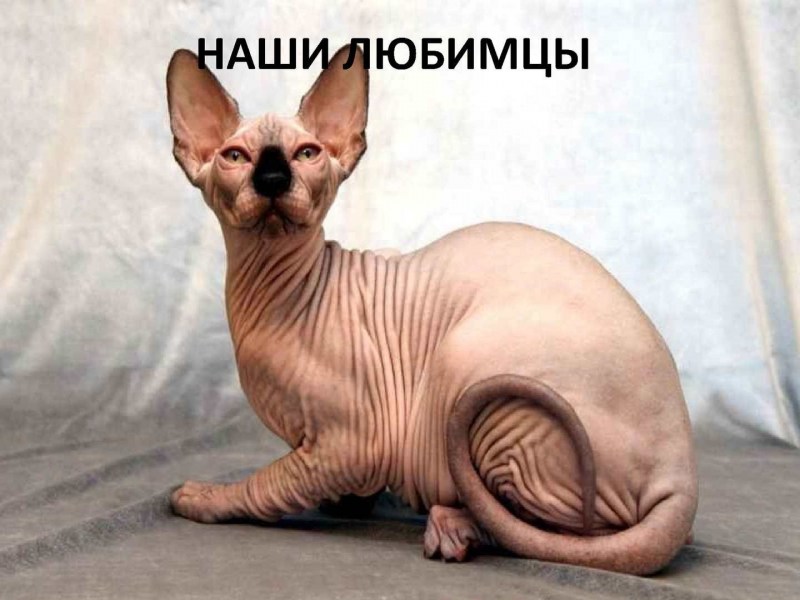 Донской сфинкс