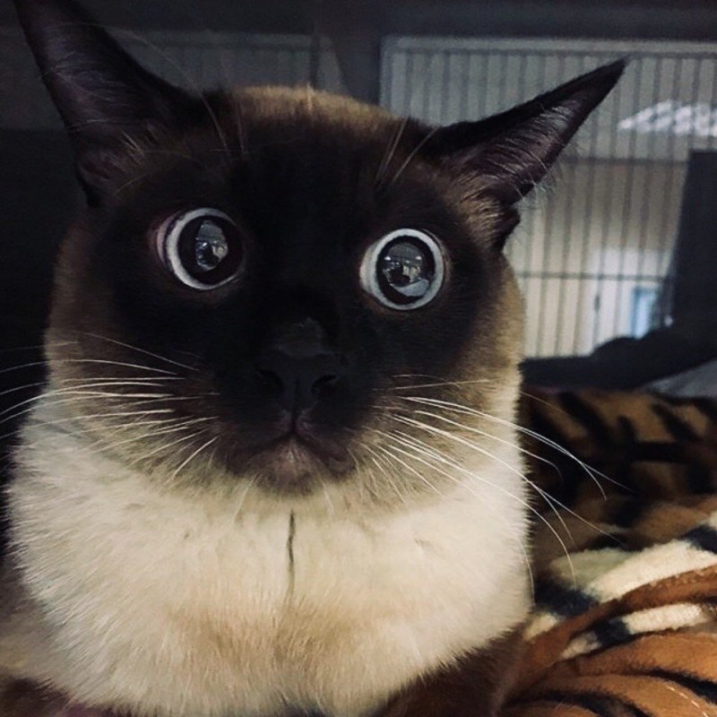 Злой сиамский кот