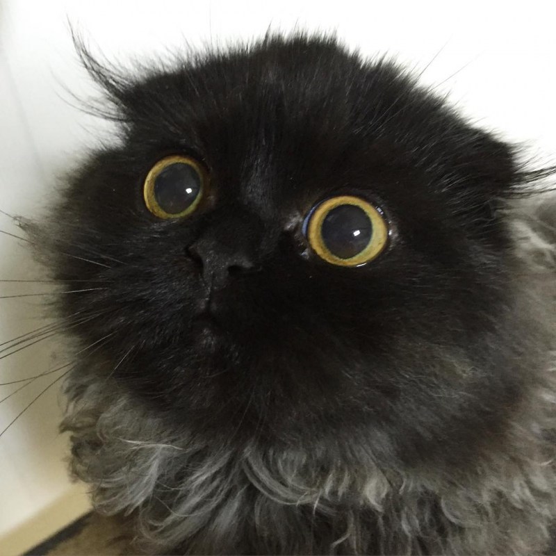 Коты Гимо