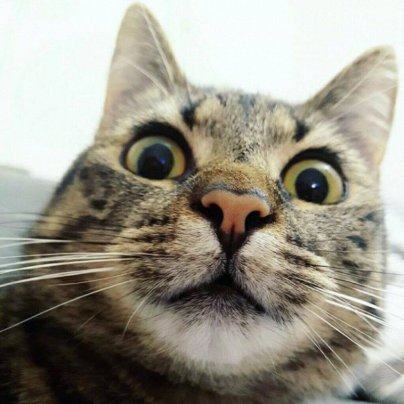 Смешные морды котов