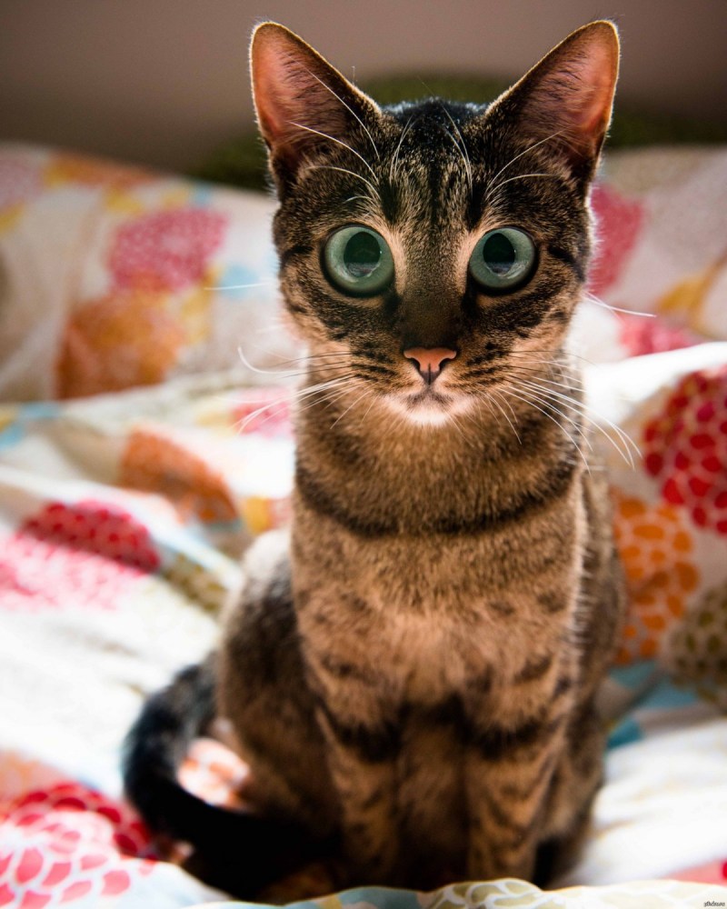 Ржачные коты