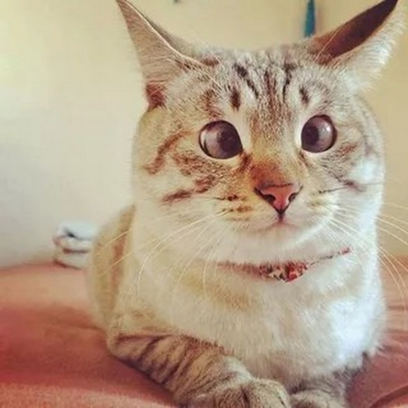 Упоротый кот