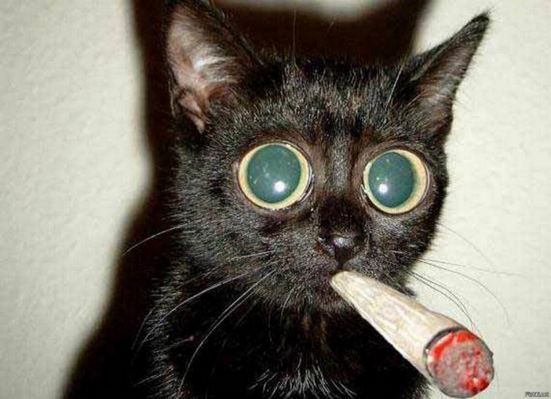 Мимишные котики