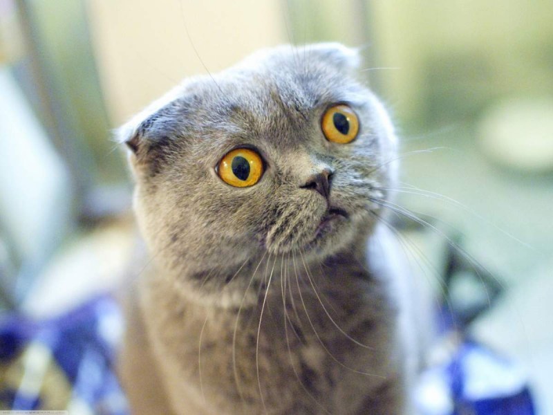 Скоттиш-фолд Шотландская вислоухая кошка