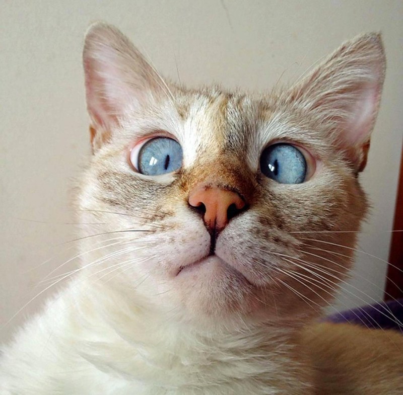 Кот с выпученными глазами
