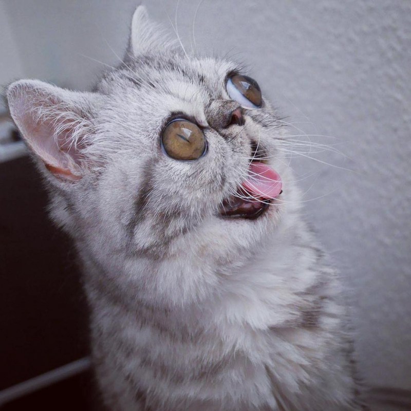 Коты с выпущенными глазами