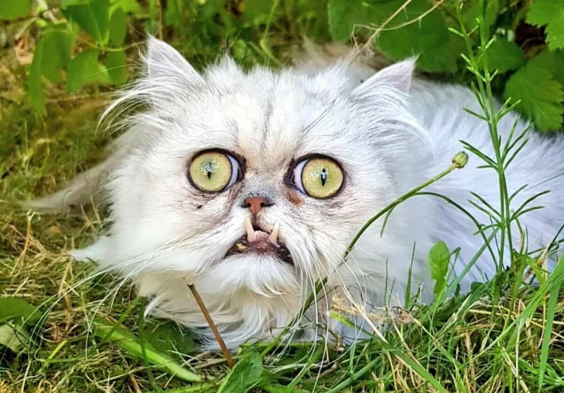 Боря Фуняев