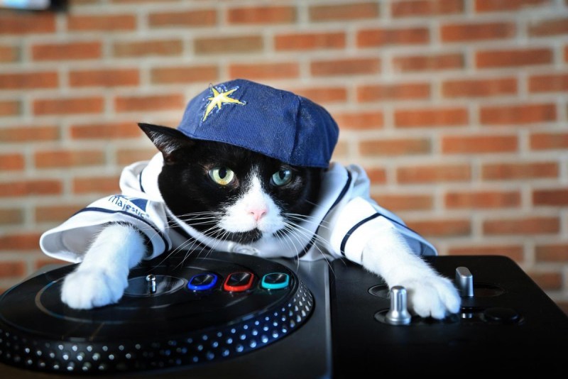 Крутые котики
