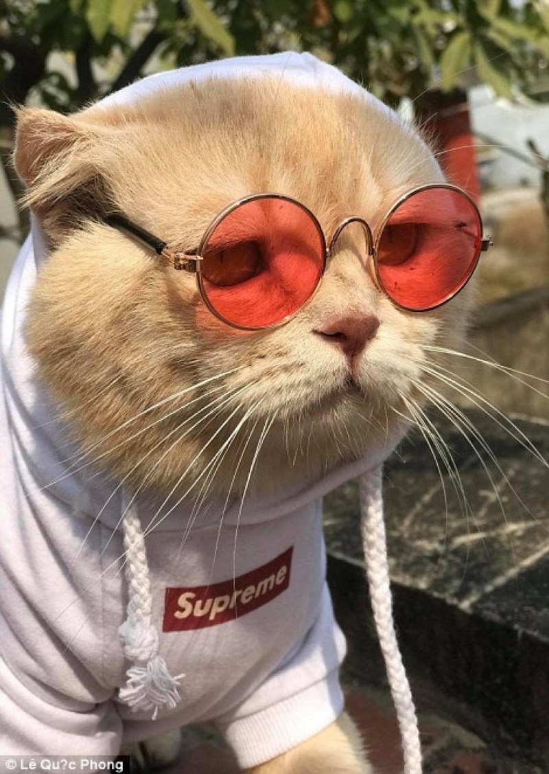 Кот в очках