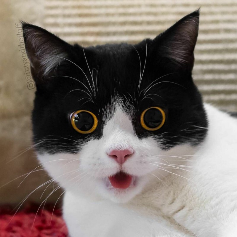 Удивленный кот