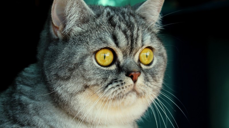 Кот Марсик британец