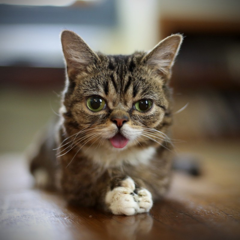 Котенок даун