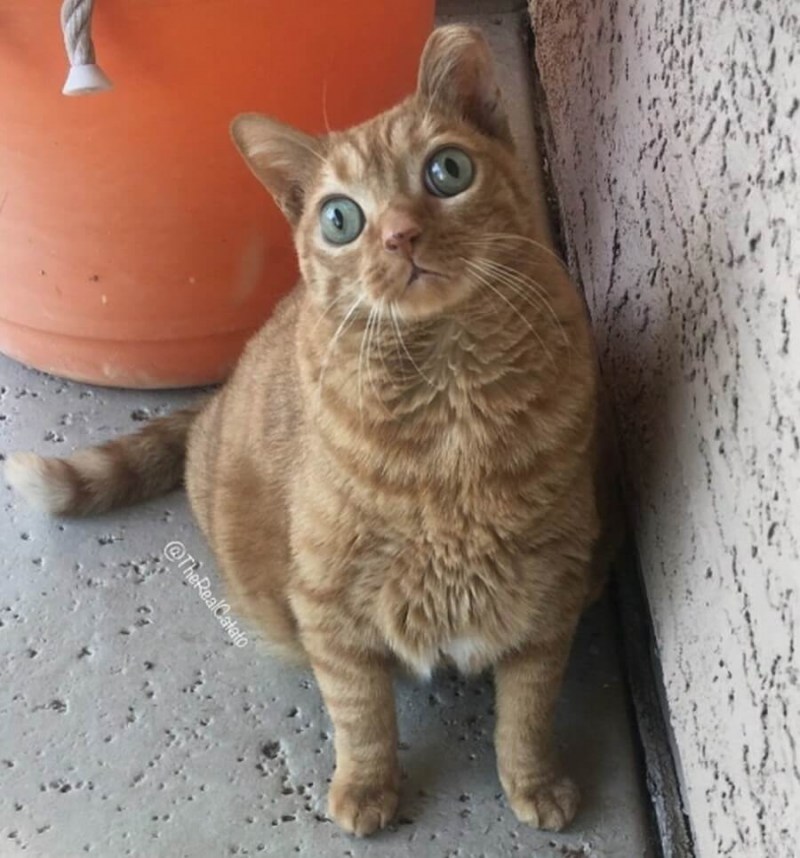 Обкуренный кот