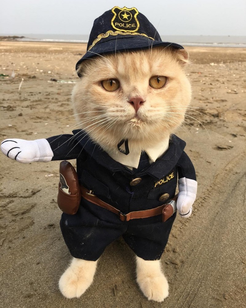 Кот на аву