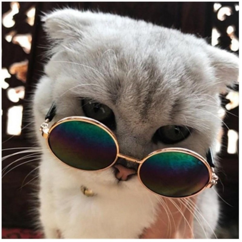 Кошечка в очках