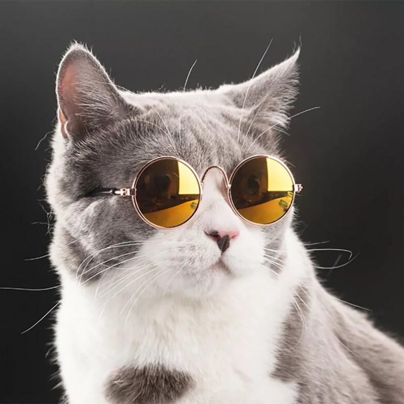 Котик в солнечных очках