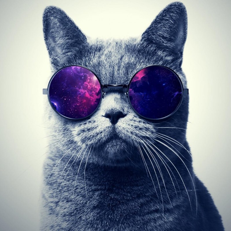Крутые коты