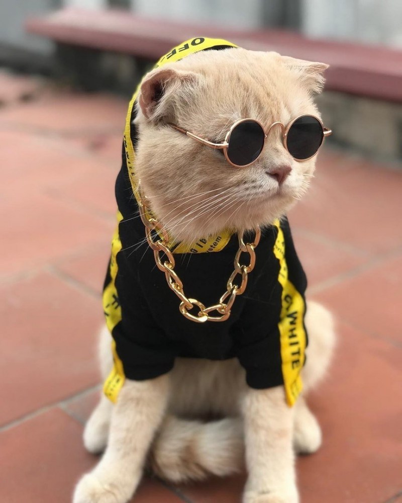 Крутые кошки