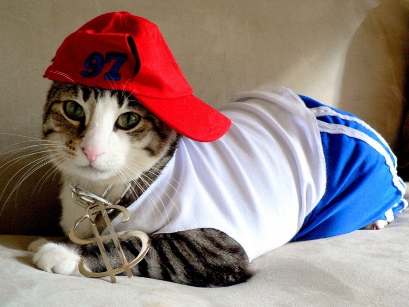 Котики в одежде