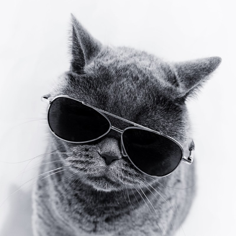 Стильный кот в очках