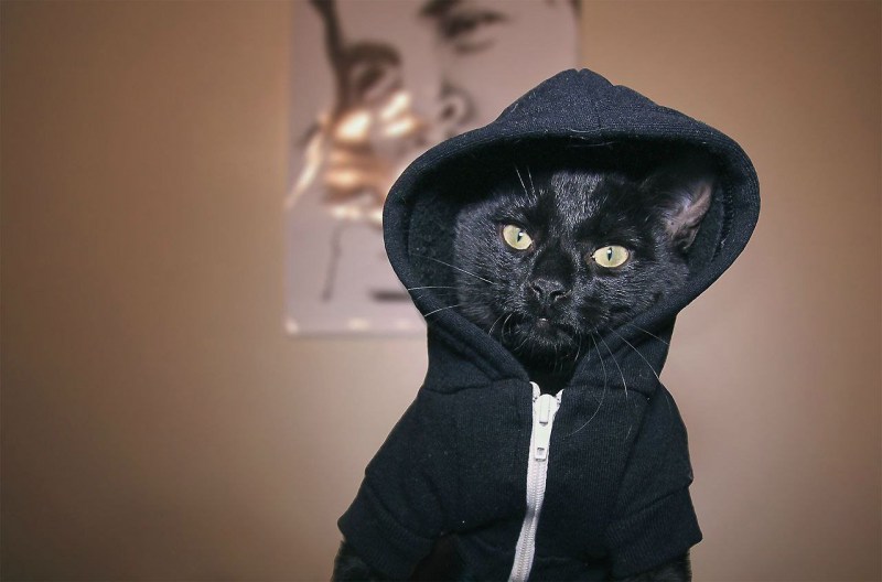 Кот в капюшоне