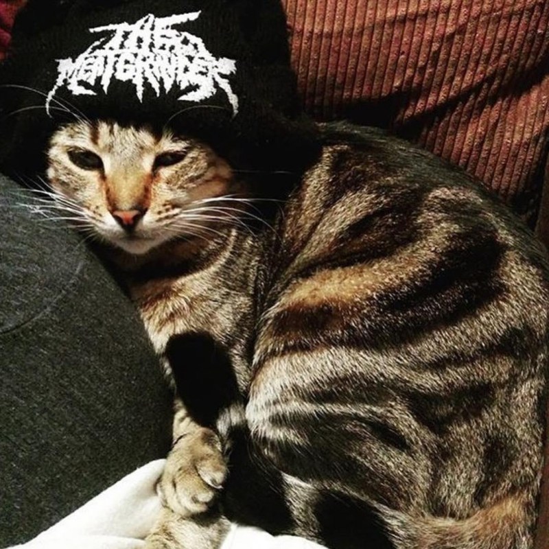 Крутые коты