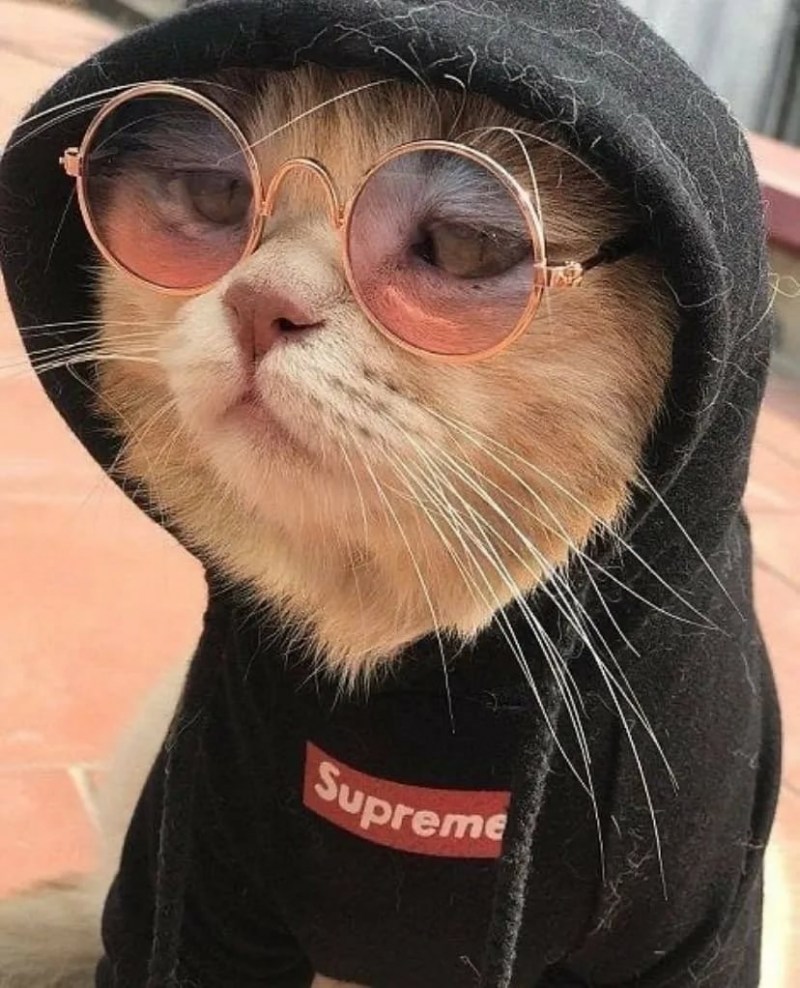 Крутые коты