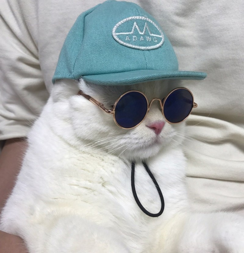 Крутой кот