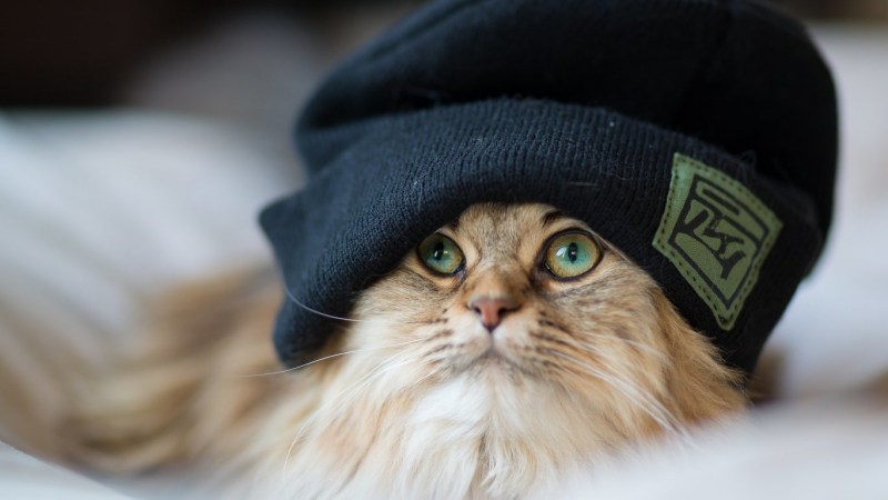 Крутые коты