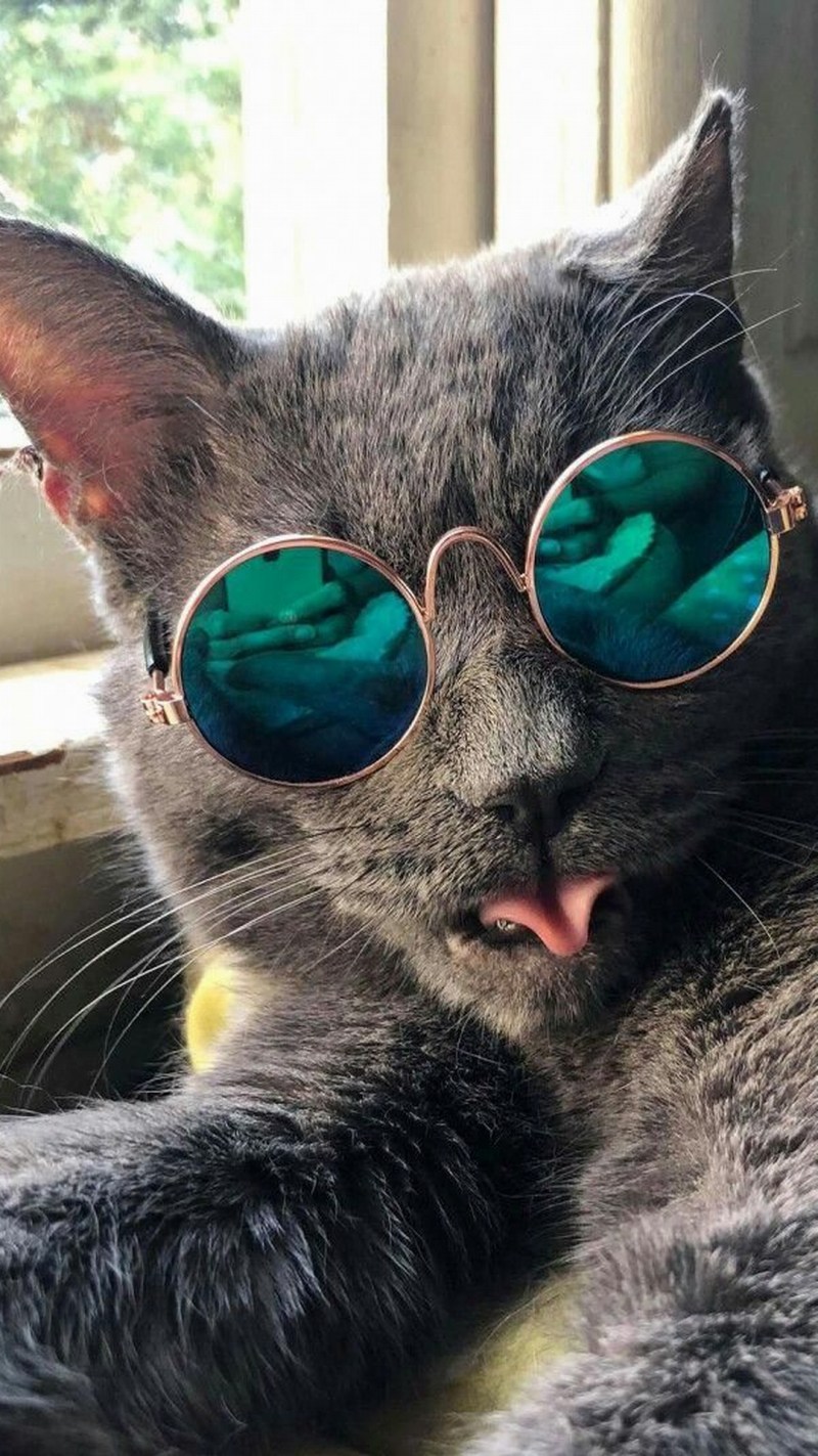 Крутые коты