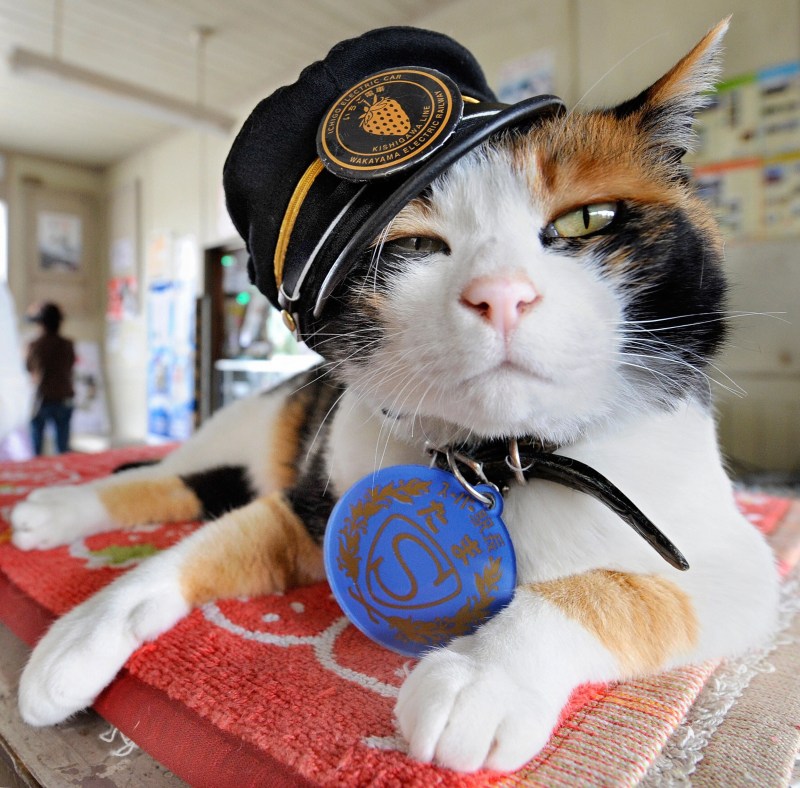 Кошка в кепке