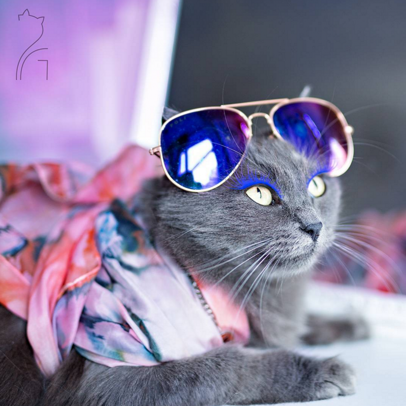 Гламурный котик