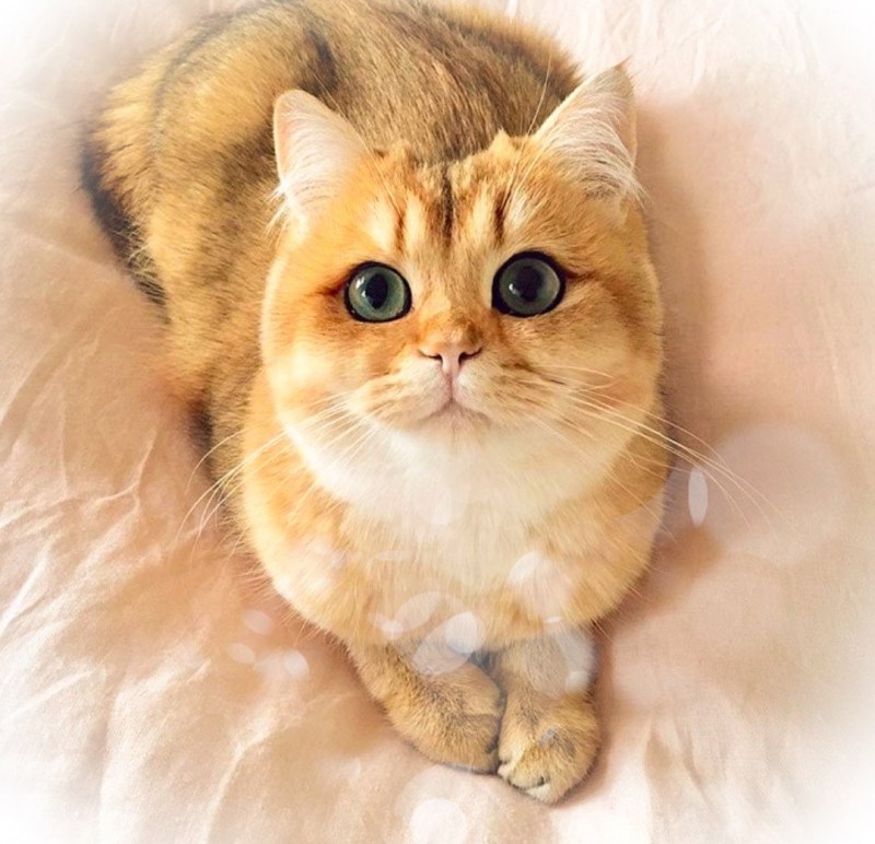 Манчкин шиншилла